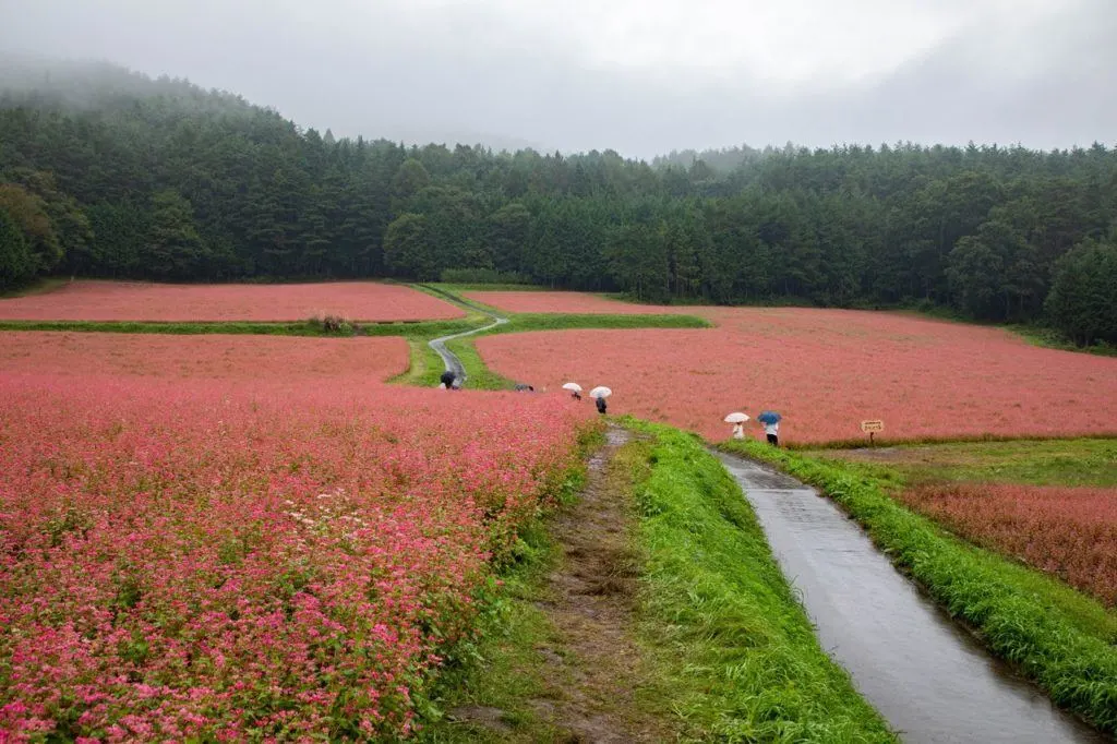 Autumn in Japan sees the fields of red buckwheat bloom in Minowa.