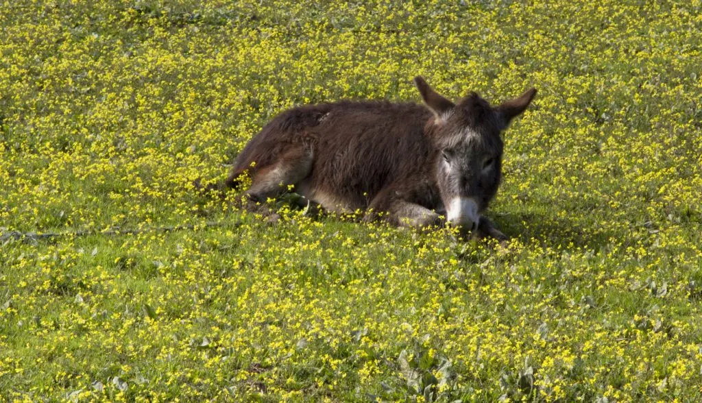A cute donkey lies in a field of yellow flowers.