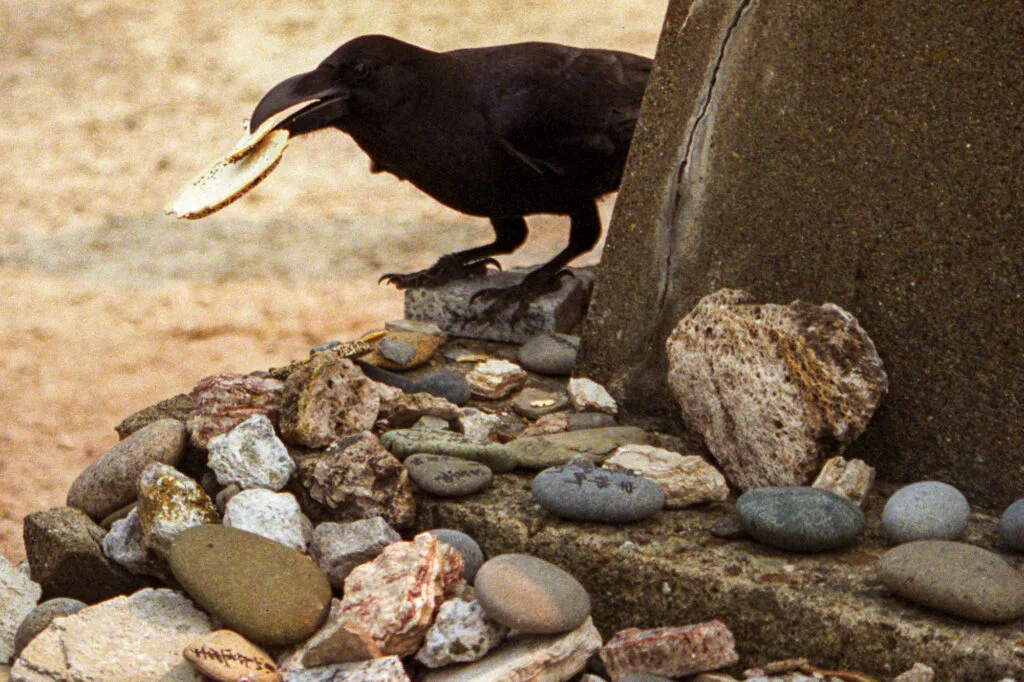 A raven helps himself to an offering at Osorezan.