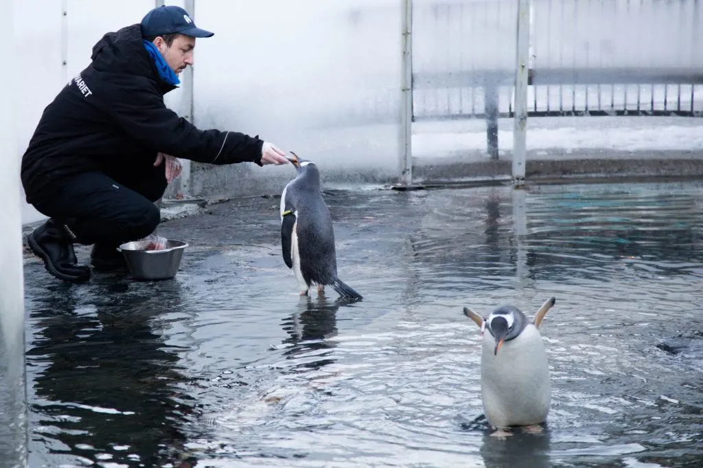 A man feeds the Penguins at the Bergen Aquarium. Add visiting the aquarium to your list of things to do in Bergen in winter.