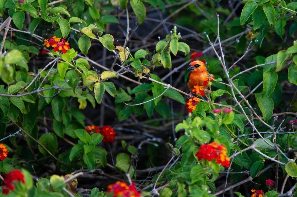 A beautiful red bird in a red berry bush.