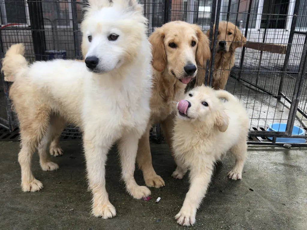 Dogs at a safe house in China.