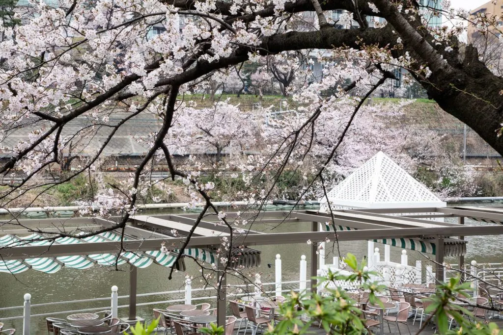 Outdoor restaurant seating is very popular during Japan's cherry blossom season.