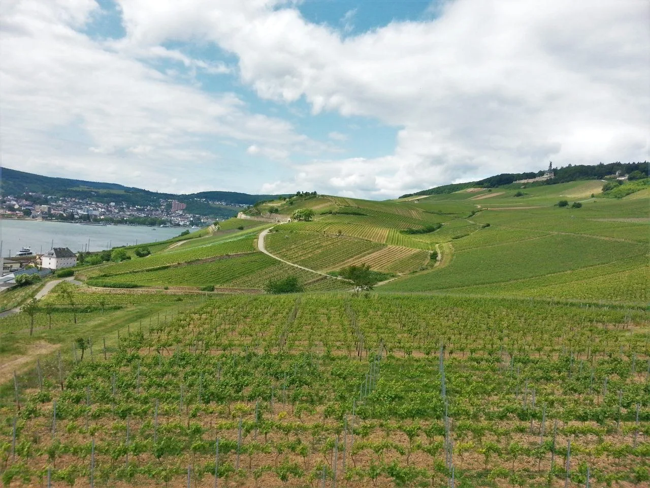 Rüdesheim am Rhein vineyards, a great spring day in Germany.