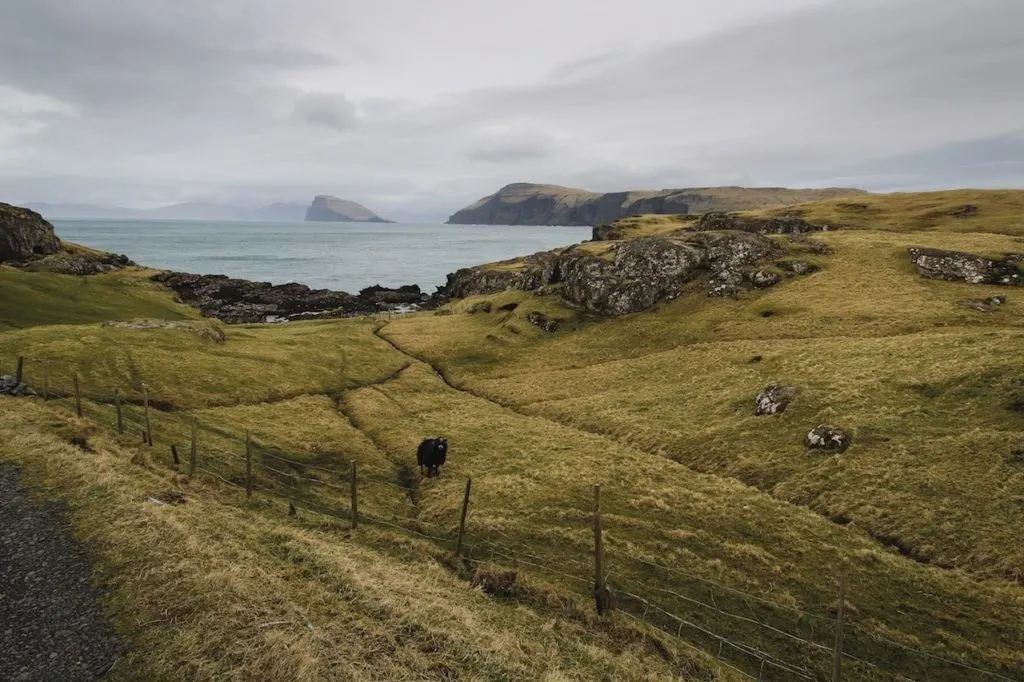 Sheep, water, coast, Faroe Island.