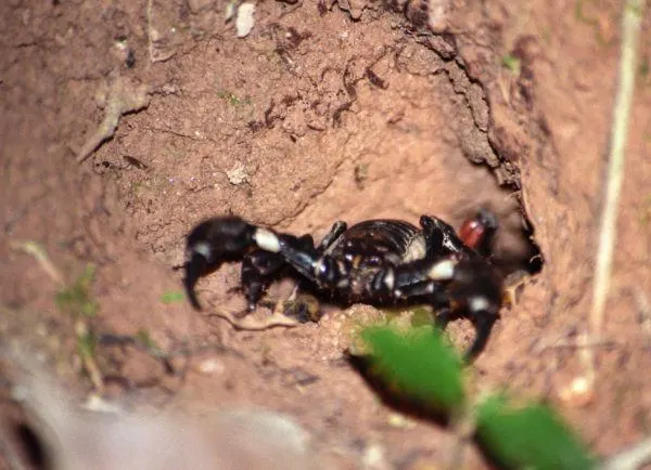 Scorpion coming out of its hole at night.