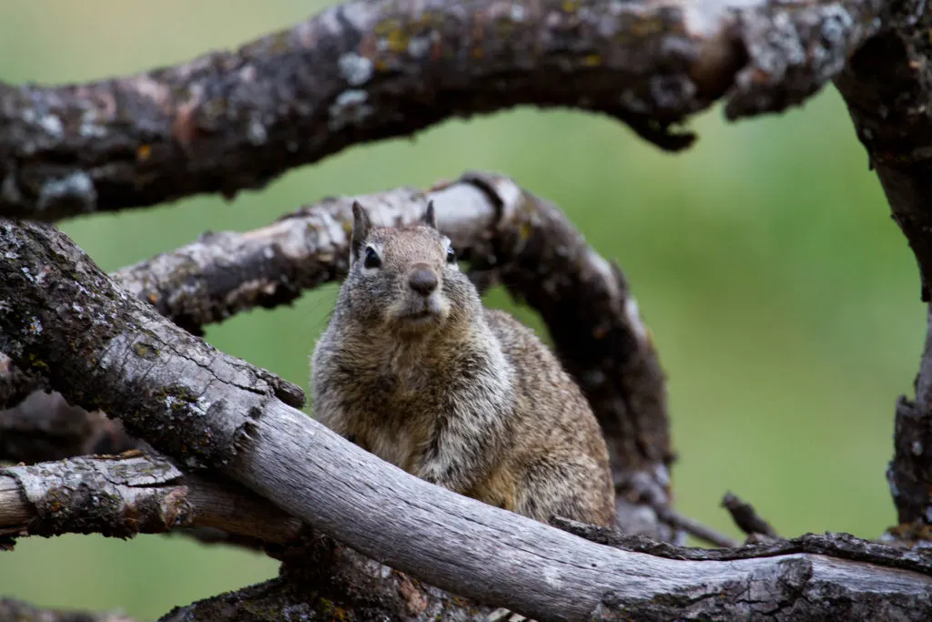 Squirrel in Yosemite National Park.
