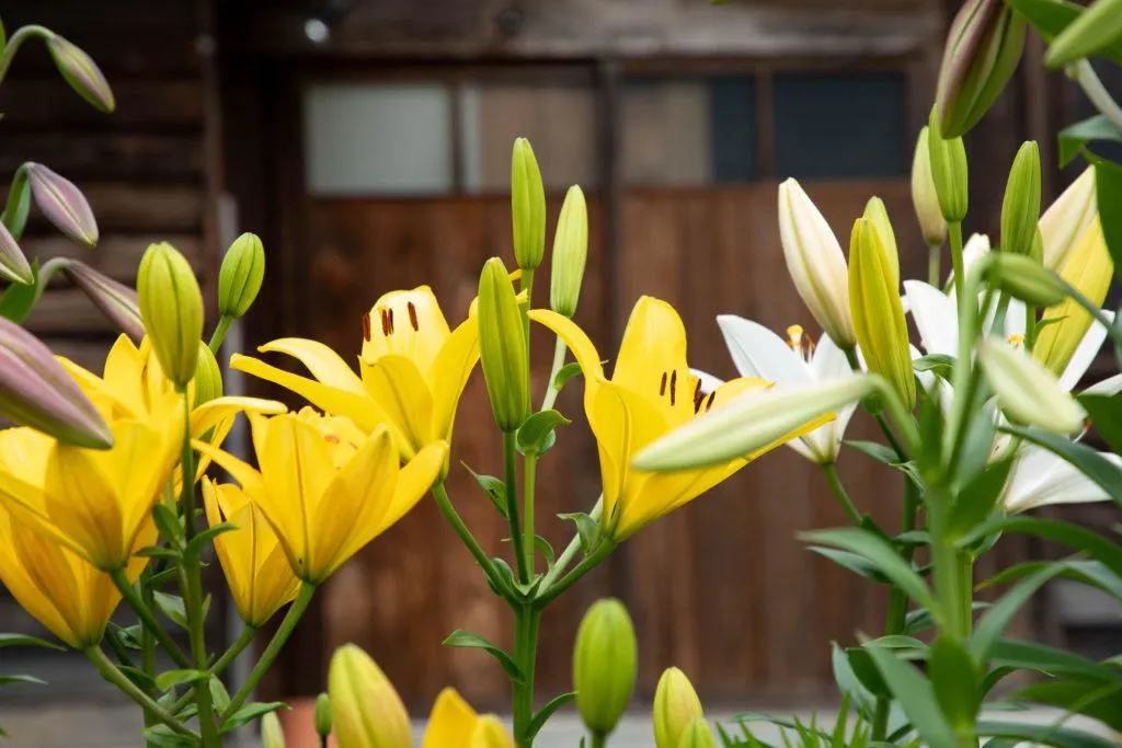Beautiful flowers in Shirakawago.