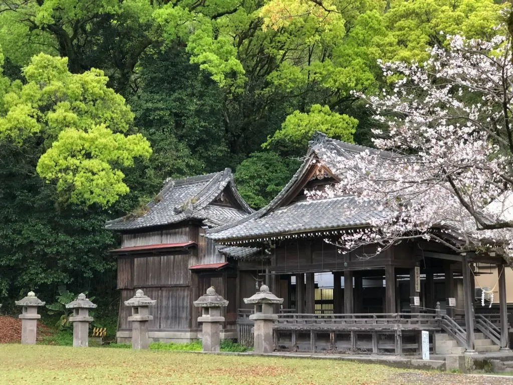 Kagoshima is one of the first places in Japan for cherry blossoms, and these are just beginning to bloom at the end of February.