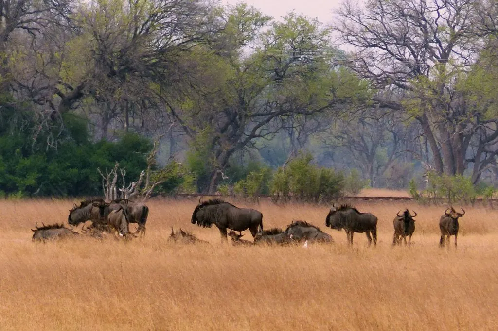 A group of Wildebeests lounging near the railroad tracks as our train passed by.