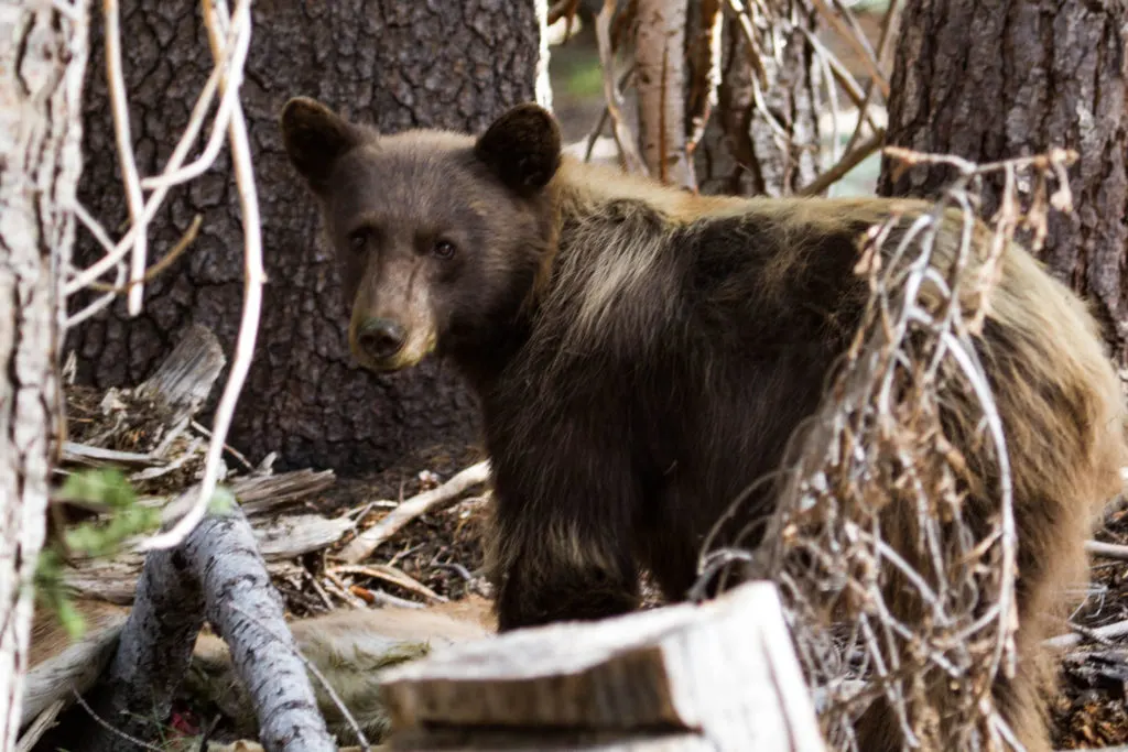 Black Bear - Yosemite National Park.
